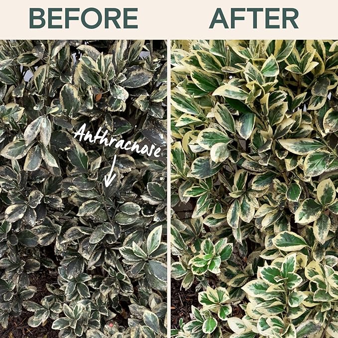 Organic Fungicide Liquid Concentrate for Indoor, Outdoor, and House Plants – Natural Fungicide for Plants, Lawn Fungus Treatment, Powdery Mildew Control, Mushroom Lawn Treatment, Spider Mite Defense