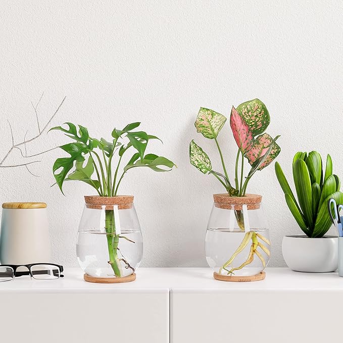 2Pcs Propagation Vases for Plants, Well-Made Plant Terrarium, Hydroponic Glass Container Vase Jars, Plant Lover Gifts for Women, Windowsill Kitchen Desktop Decorations