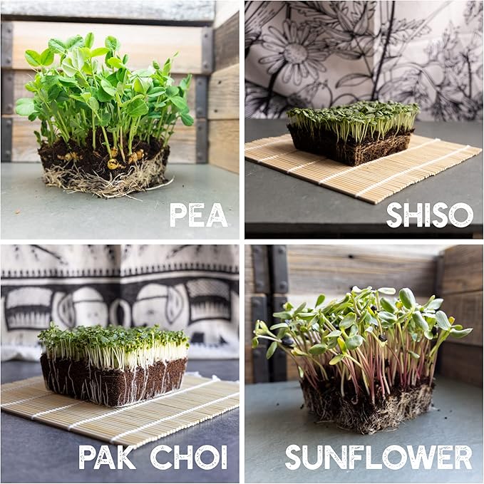 12 Variety Pack Microgreens Seeds Kit - Broccoli Seed for Sprouting Plus Purple Radish, Beet, Sunflower Microgreens, Peas, Shiso, Cilantro, Beet, Pak Choi, Korean Shiso, Cress & More