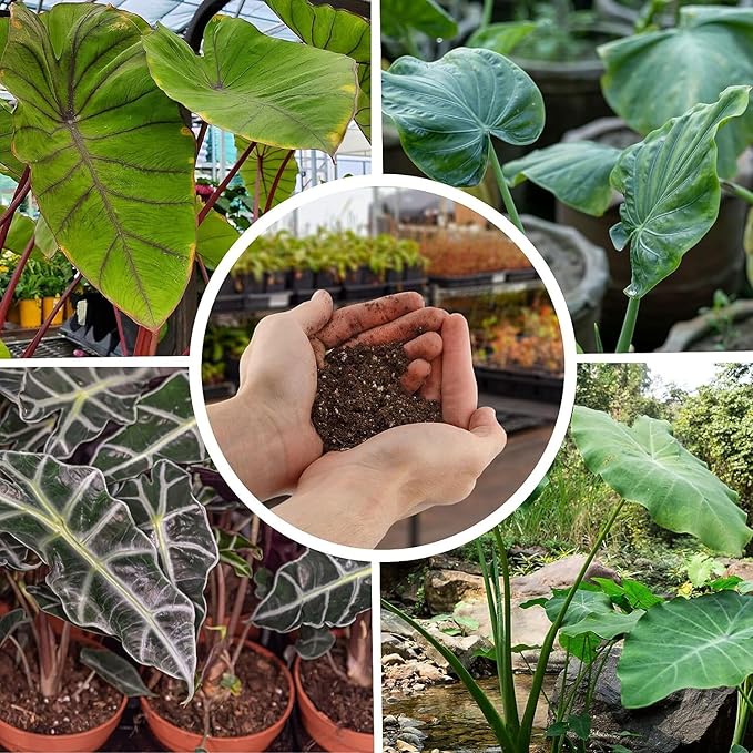 Gardenera Alocasia Plant Potting Soil - All-Natural Blend for Thriving Alocasia Plants - Boosts Root Health and Distinctive Foliage - 10 Quart