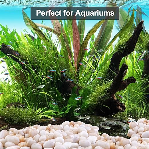 20Ib Cream White River Rock- Decorative Pebbles for Plants - River Rocks for Outdoor Landscaping- 0.3"-0.8" inch High Polished Stones for Aquarium, Terrarium,Vases, Home Decor