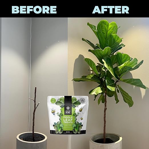 Fiddle Leaf Fig Plant Food - Fiddle Leaf Treats | Urea-Free Fertilizer | Fast Acting for Bigger Leaves and Stress Tolerance, 4X More Concentrated Than Liquid Plant Food | for All Ficus Plants