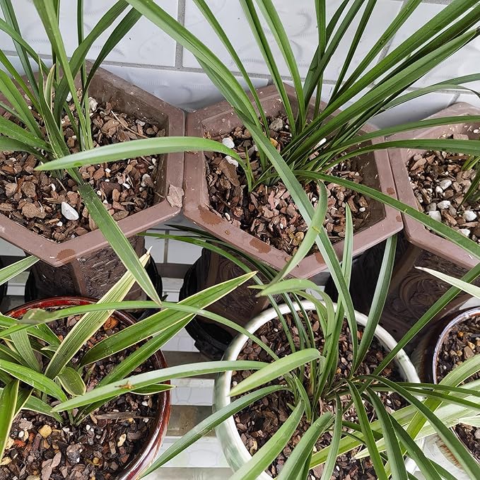 2 Quart Bonsai Soil Mix Lava,Pumice,Pine Bark and Calcined Rock, Natural Organic Mix for Potted Plants…