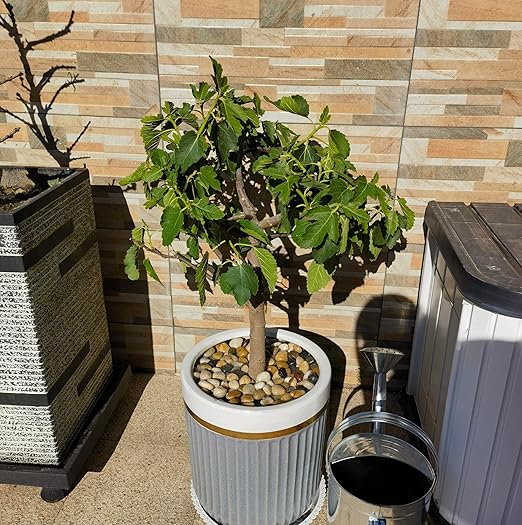 20 lbs Large River Rocks for Landscaping, 2-3 inch Polished Pebbles for Plants. Decorative Rocks for Plants Vase Aquarium Fish Tank and Garden Paving Rocks